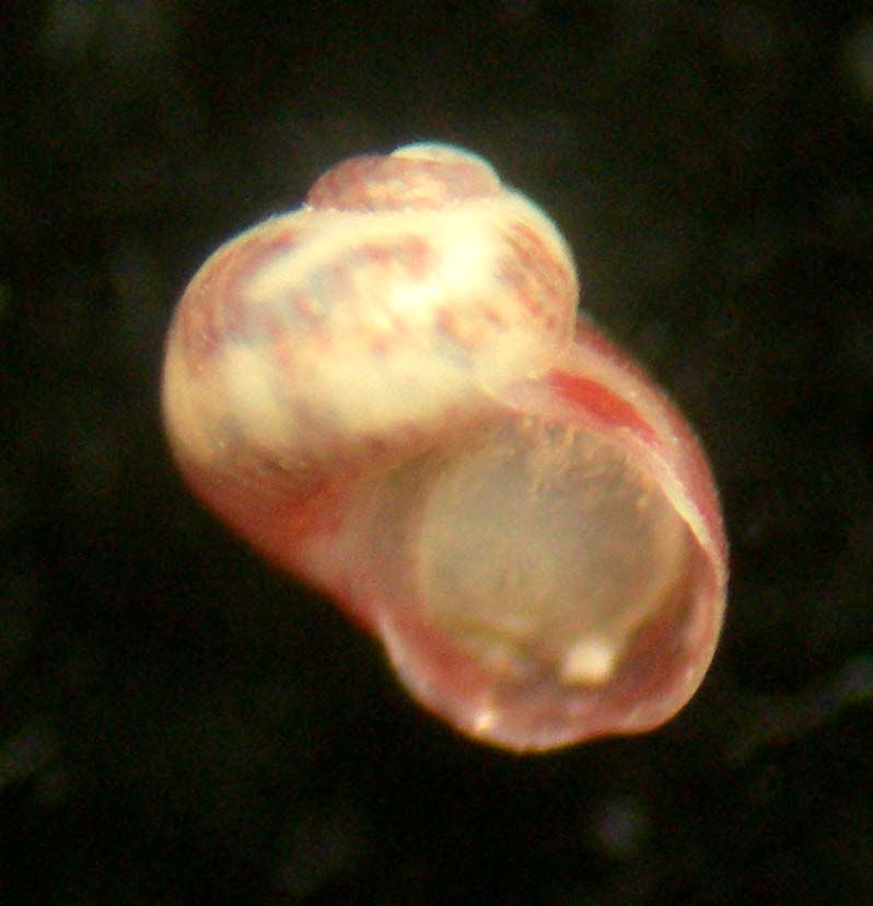 Tricolia deschampsii - 2 -